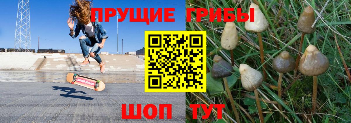 Бузулук  Псилоцибиновые грибы Psilocybine cubensis  Вход с VPN 